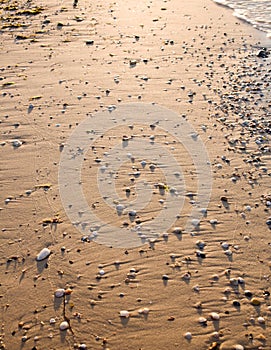 Evening view of the sea shore