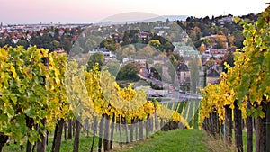 Evening view from vineyards in Vienna