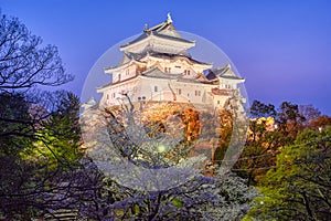 Evening view of Wakayama castle in cherry-blossom sakura season in Japan