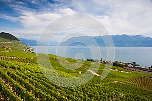 Evening on vineyards of the Lavaux region over lake Leman,Switzerland