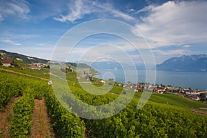 Evening on vineyards of the Lavaux region over lake Leman,Switzerland