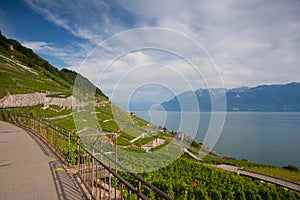 Evening on vineyards of the Lavaux region over lake Leman,Switzerland