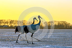 Evening walk red-crowned cranes.