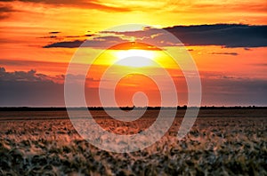 Evening wheat field. summer landscape