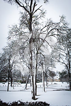 Evening winter park landscape snowy wonderland trees