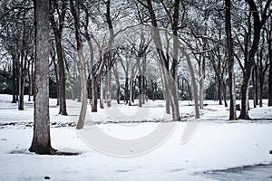 Evening winter park landscape snowy wonderland trees forest