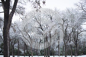 Evening winter park landscape snowy wonderland trees forest