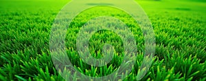 Evenly cut emerald golf course grass, geometric pattern, natural, design
