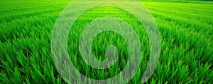 Evenly cut emerald golf course grass, geometric pattern, nature, background, texture