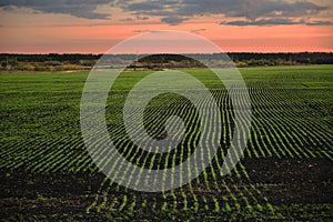 Evenly planted field with a growing crop on the background of the sunset