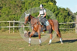 Eventer warming up