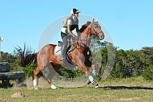 Eventing horse galloping photo