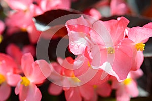 Ever-blooming, decorative, bright, pale pink Begonia.