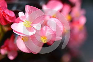 Ever-blooming, decorative, bright, pale pink Begonia.