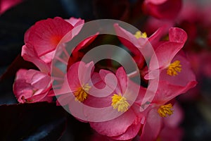 Ever-blooming, decorative, bright, pale pink Begonia.