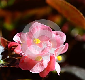 Ever-blooming, decorative, bright, pale pink Begonia.
