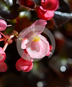 Ever-blooming, decorative, bright, pale pink Begonia.