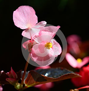 Ever-blooming, decorative, bright, pale pink Begonia.