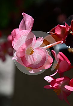 Ever-blooming, decorative, bright, pale pink Begonia.