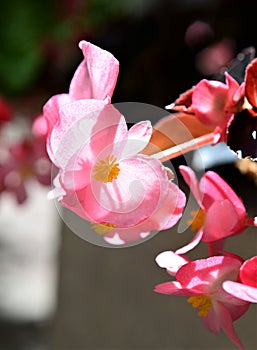 Ever-blooming, decorative, bright, pale pink Begonia.