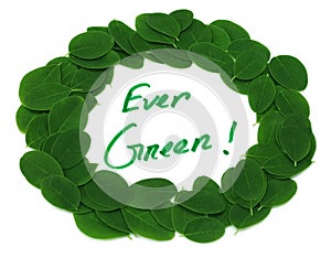 Ever Green written in Moringa leaves frame