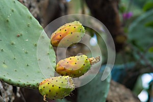 Prickly pears not for the soft fingers