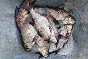 Everal large freshwater fish in a heap close up