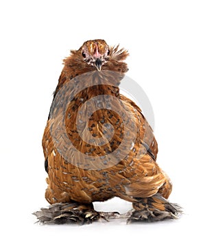 everberg barbu in studio