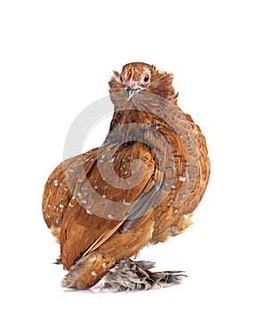 everberg barbu in studio