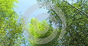 Everbright, shooting, forest, fresh and green green, bamboo forest, bamboo