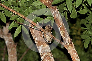 Everetts Dwergooruil, Everett\'s Scops-Owl, Otus everetti