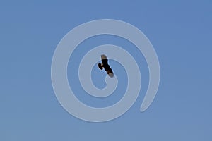 Everglade Snail Kite (Rostrhamus sociabilis) flying overhead against blue sky