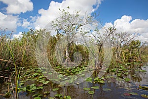 Everglades