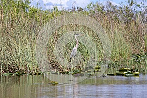 Everglades