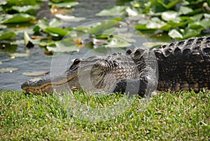 Everglades