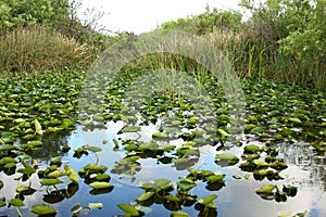 The Everglades