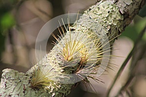 Everglades Air plants