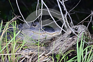 Everglades Aligator