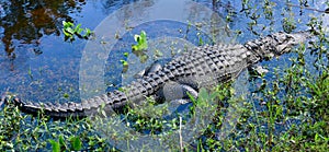 Everglades Alligator #1