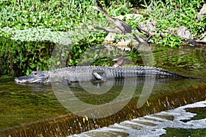 Everglades Alligator #11