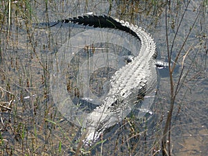 Everglades alligator