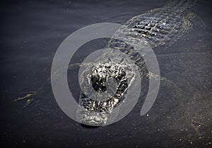 Everglades Alligator