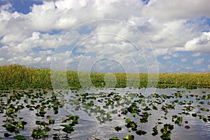 Everglades - Alligator Alley