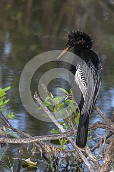 Everglades Anhinga on Perch