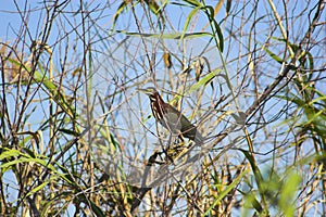 Everglades bird