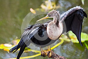 Everglades birds