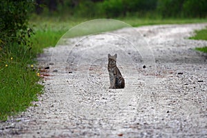 Everglades Bobcat