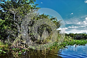 Everglades bushes tress and lillly pads