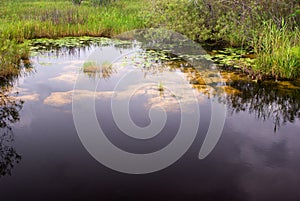 Everglades Canal Landscape