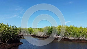 Everglades city, Florida, USA. Airboat tours at the mangrove forest